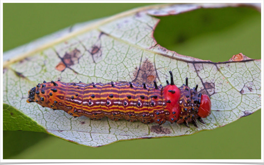 Schizura concinna
Red-humped Caterpillar
Clay County, Alabama